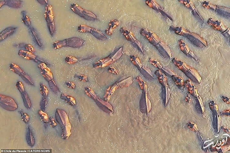 تصاویر حیات وحش آفریقا از بالا/ زرافه ای که به پهپاد خیره شده